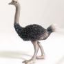 CollectA-88459-Ostrich-001