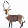 collecta-88562-waterbuck-001