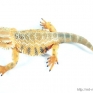collecta-88567-bearded-dragon-lizard-001