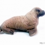 CollectA-88570-Walrus-Calf-001