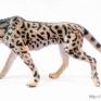 CollectA-88608-King-Cheetah-001