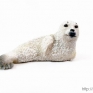 CollectA-88681-Spotted-Seal-Pup-001