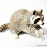 Papo-53016-Raccoon-001