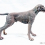 Papo-54026-Weimaraner-001