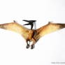 Papo-55006-Pteranodon-001