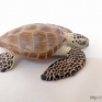 Papo-56005-Turtle-Caouanne-001