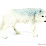 safari-ltd-2200-29-white-wolf-001