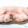 Safari-Ltd-2359-29-Sow-with-Piglets-001