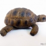 Schleich-14404-Tortoise-001