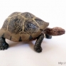 Schleich-14601-Giant-Turtle-001