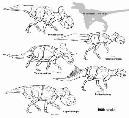 beasts-of-the-mesozoic-ceratopsian-series-002