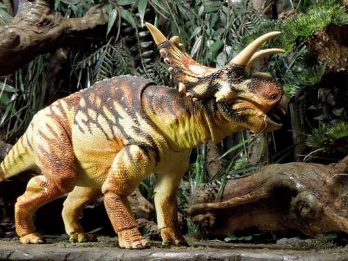 beasts-of-the-mesozoic-ceratopsian-series-xenoceratops-foremostensis-037
