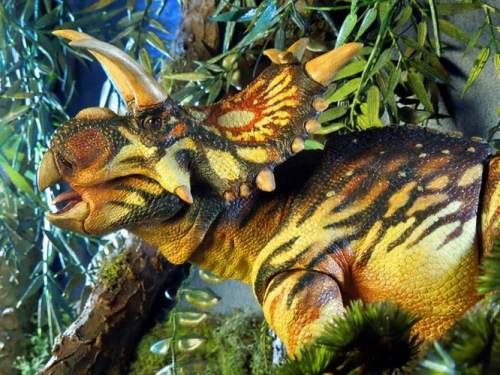 beasts-of-the-mesozoic-ceratopsian-series-xenoceratops-foremostensis-042