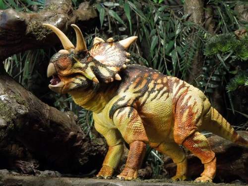 beasts-of-the-mesozoic-ceratopsian-series-xenoceratops-foremostensis-043