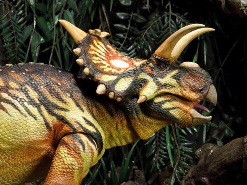 beasts-of-the-mesozoic-ceratopsian-series-xenoceratops-foremostensis-045