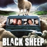 black-sheep-001