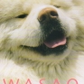 Wasao-001
